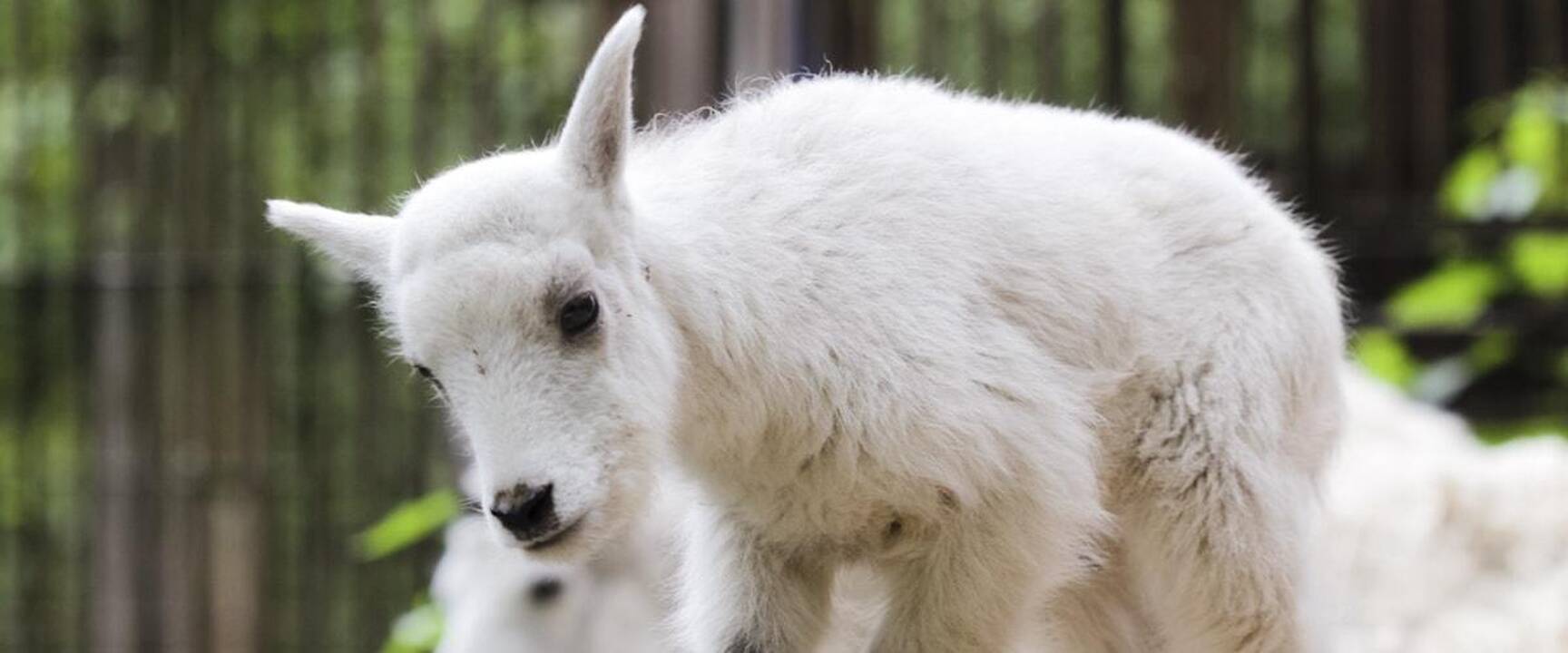 Lietuvos zoologijos sodo jaunikliai