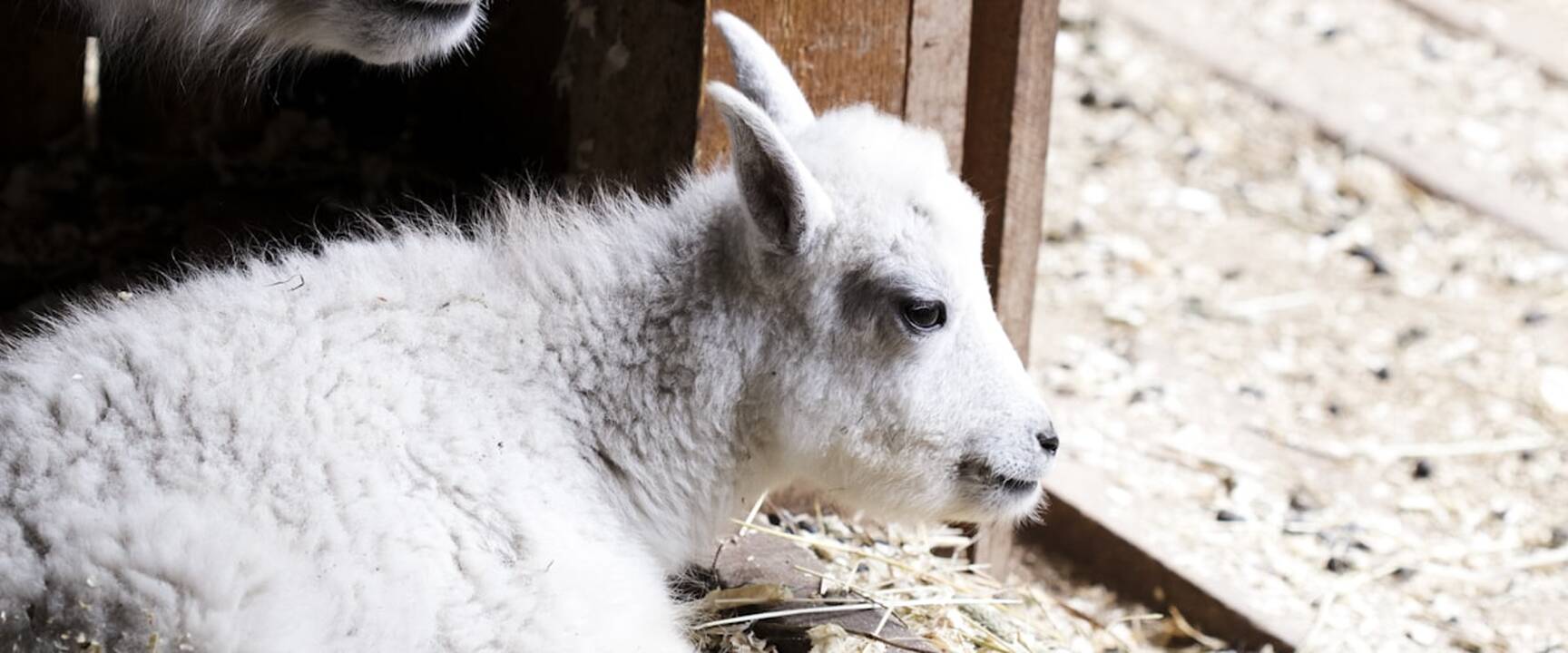 Lietuvos zoologijos sodo jaunikliai