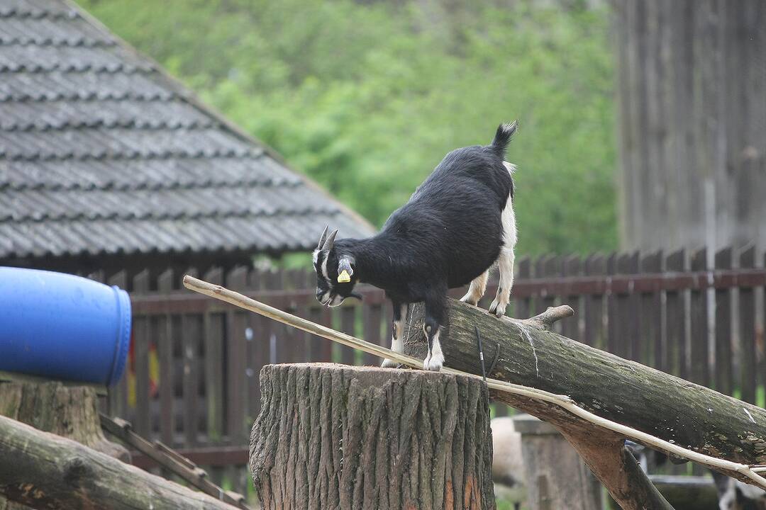 Zoologijos sodo sezono atidarymas