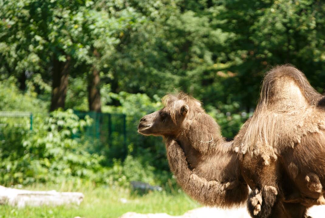 Zoologijos sodas 