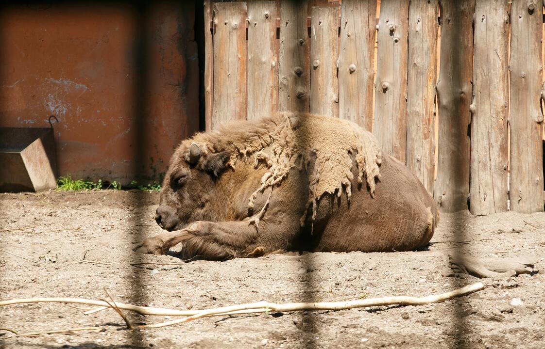 Zoologijos sodas 