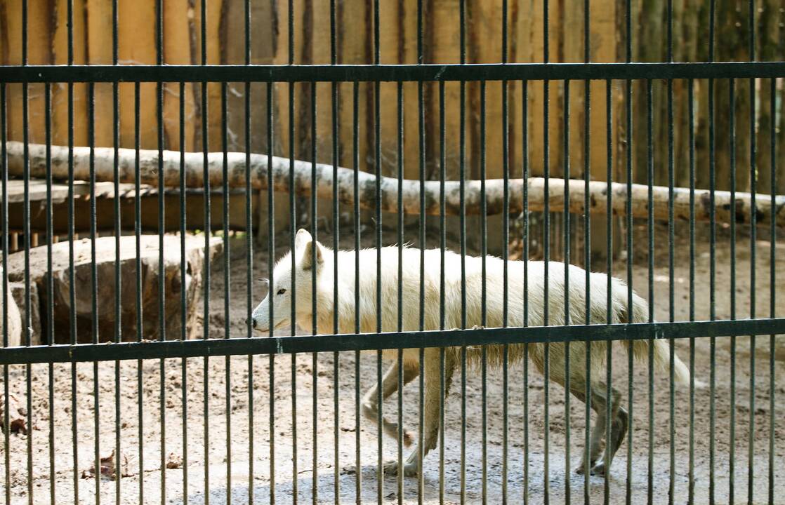 Zoologijos sodas 