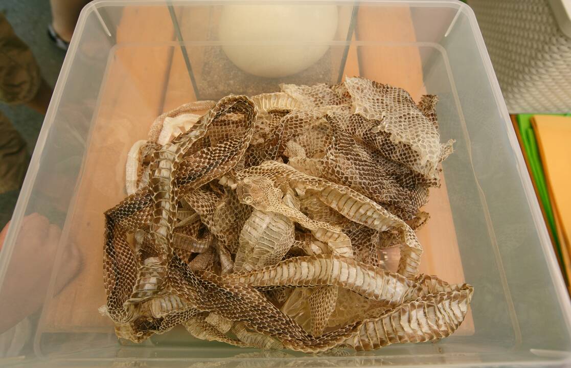 Zoologijos sodas 
