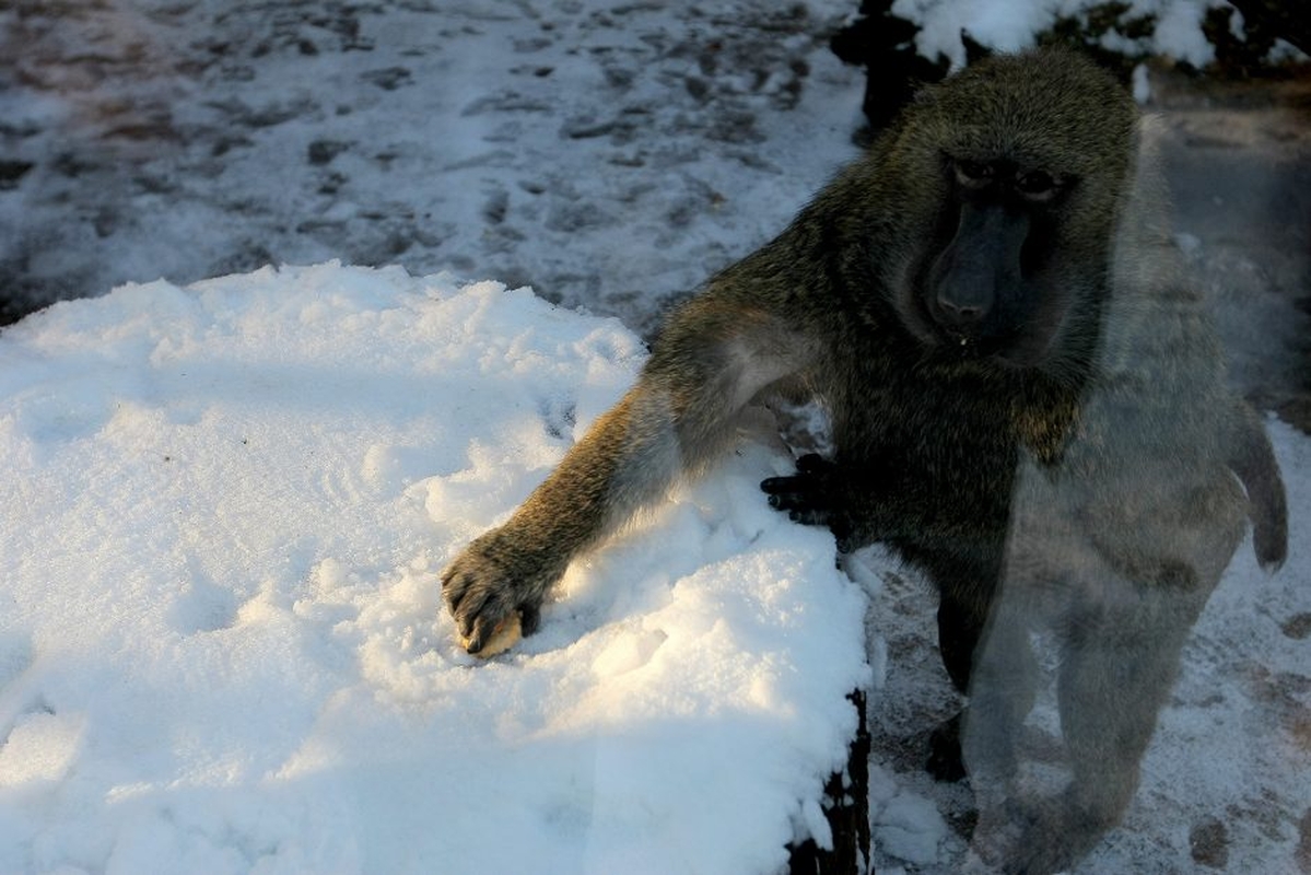 Kauno zoologijos sodo beždžionės prieš šventes netgi gauna dovanų.