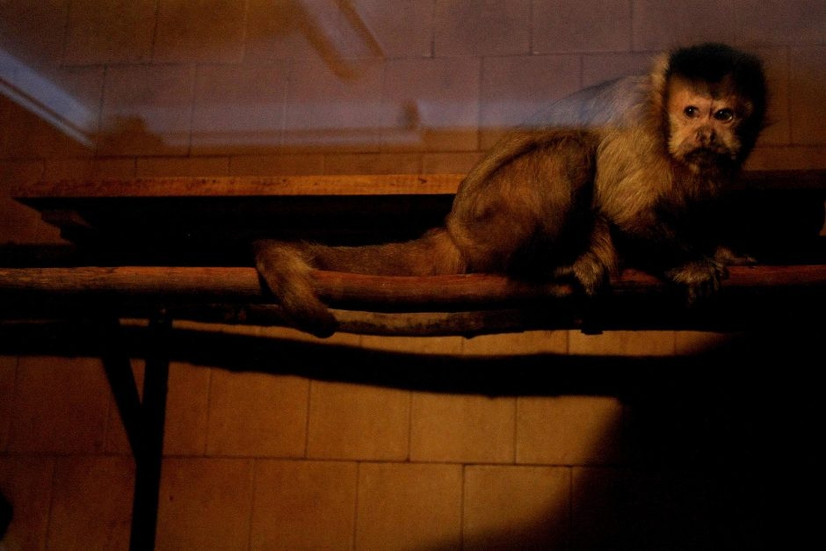 Kauno zoologijos sodo beždžionės prieš šventes netgi gauna dovanų.