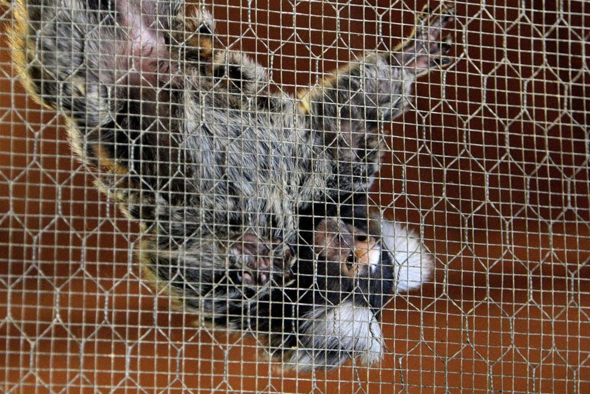 Kauno zoologijos sodo beždžionės prieš šventes netgi gauna dovanų.