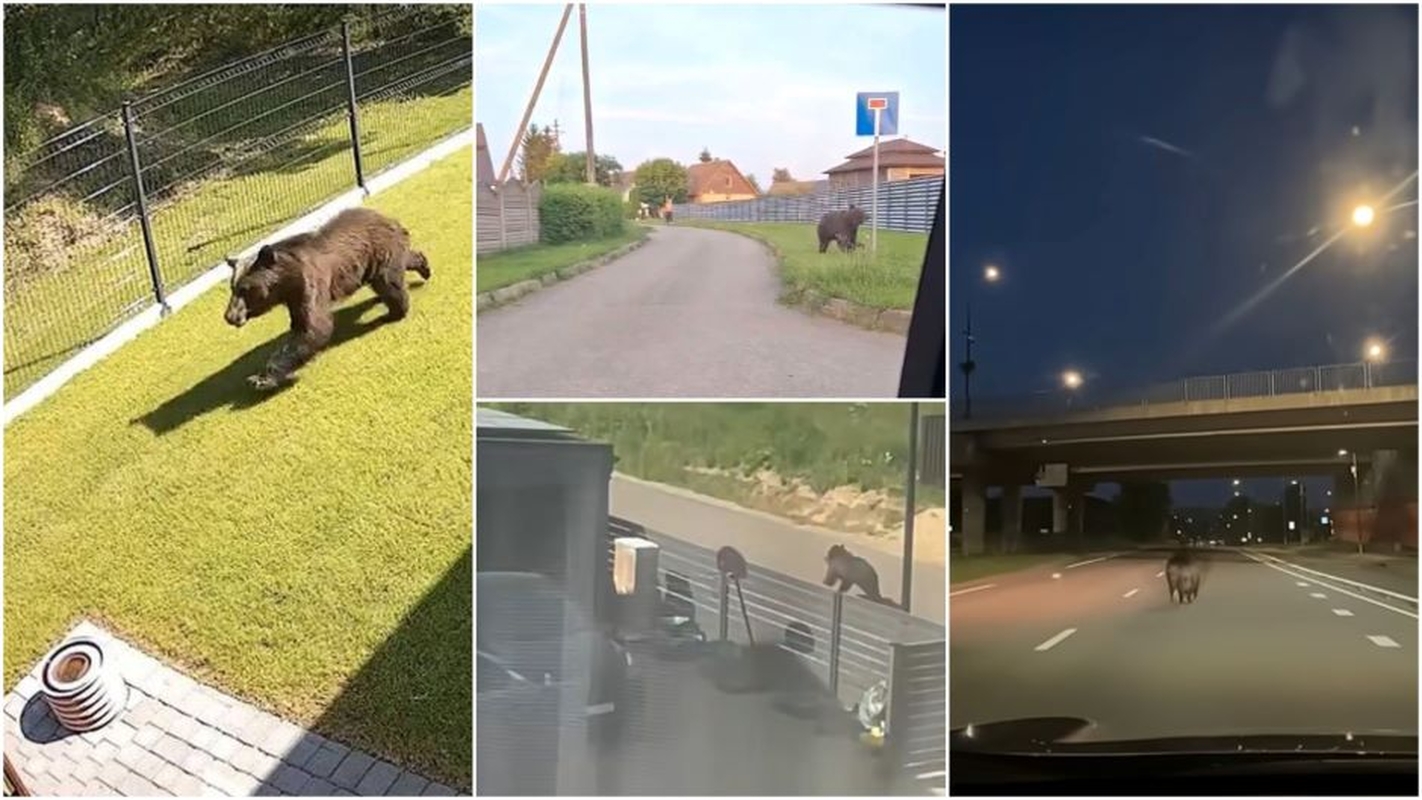 Dėl meškos – neeilinis posėdis