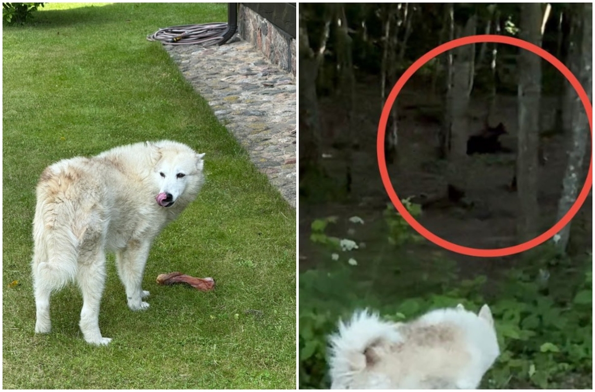 Bėgiojimas miške virto siaubo filmu: gyventojai su garsiąja meška susiduria akis į akį