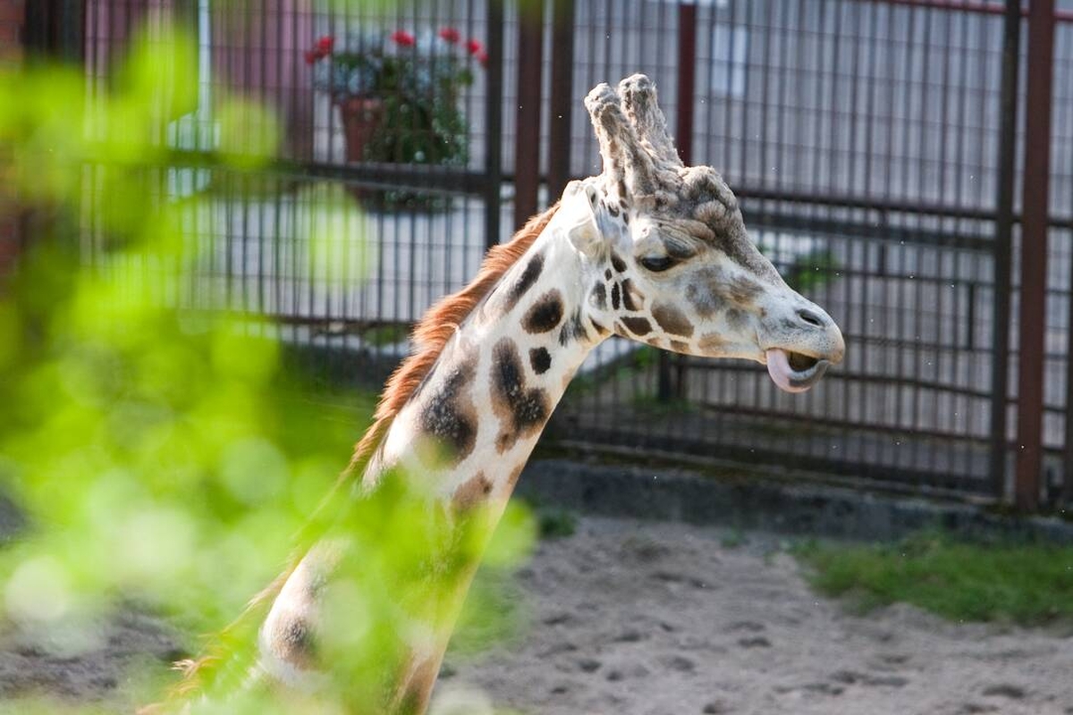 Lietuvos zoologijos sodas švenčia teisinę pergalę
