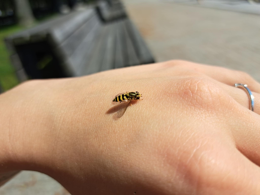 Ieško: žiedmusės tupia ir ant žmogaus odos.