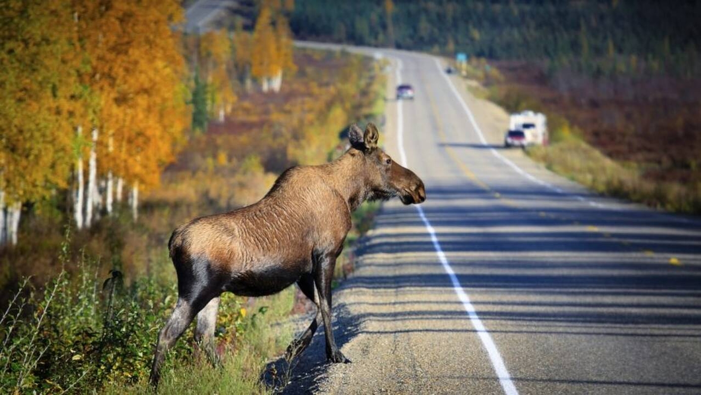 Tragiška naktis pagriniame šalies kelyje: per porą valandų – du pavojingi susidūrimai su gyvūnais