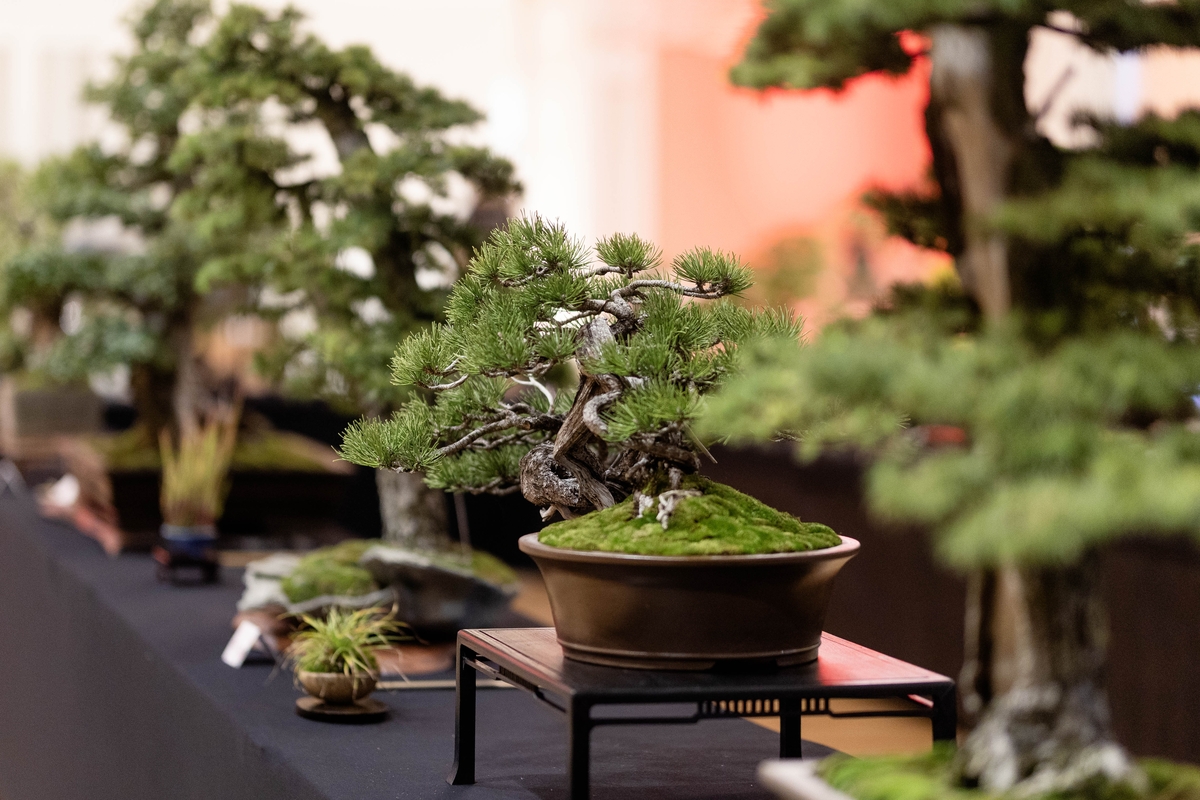 Japonijos menų ir kultūros festivalis 2025