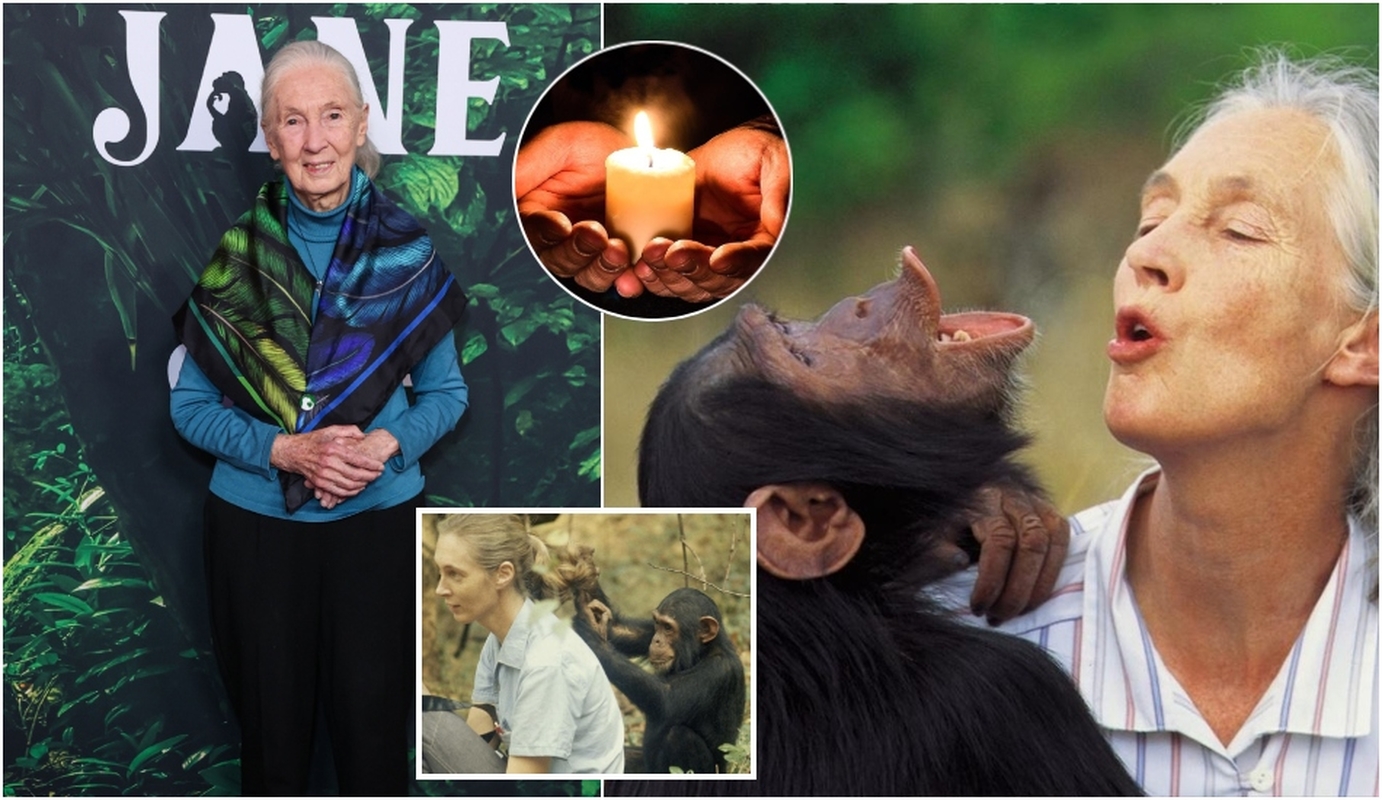 Mirė garsi britų gamtosaugininkė, šimpanzių tyrinėtoja Jane Goodall