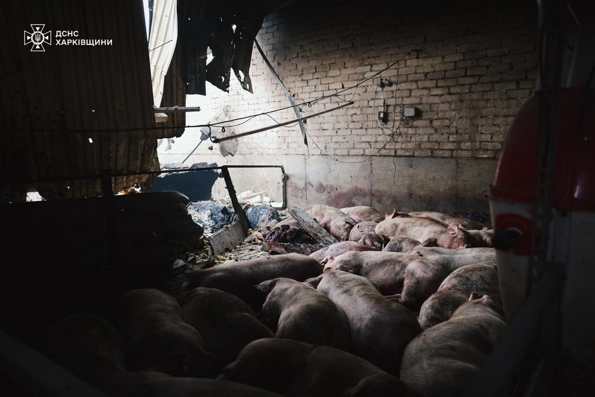 Per vieną Rusijos smūgį Ukrainoje sudegė keliolika tūkstančių kiaulių