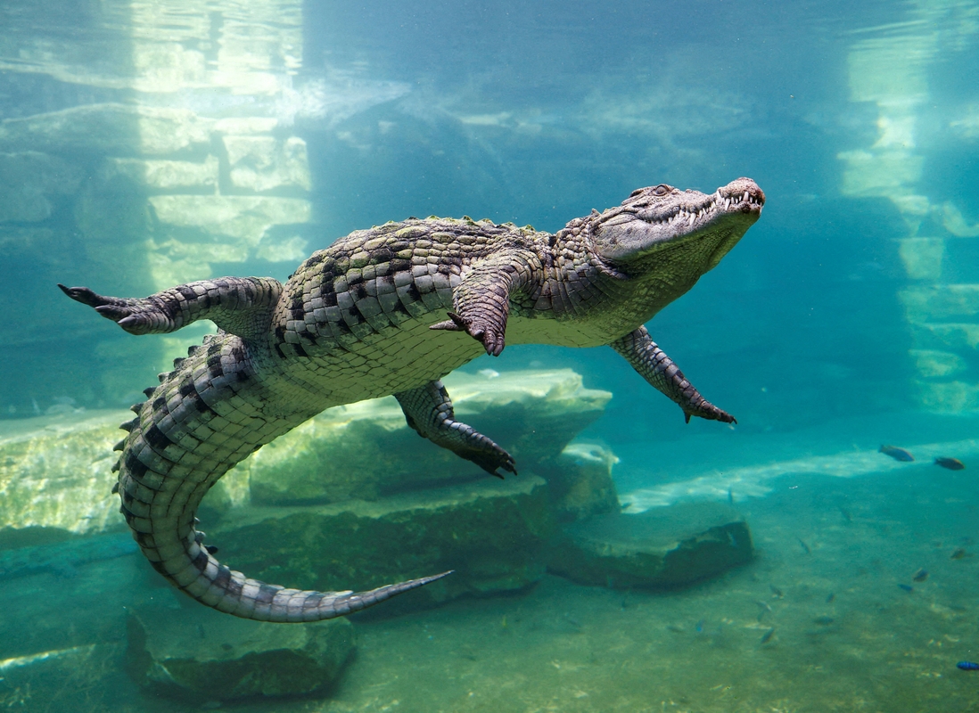 Krokodilas