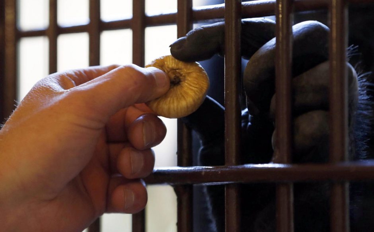 Gyvūnai maitinami zoologijos sode Prancūzijoje