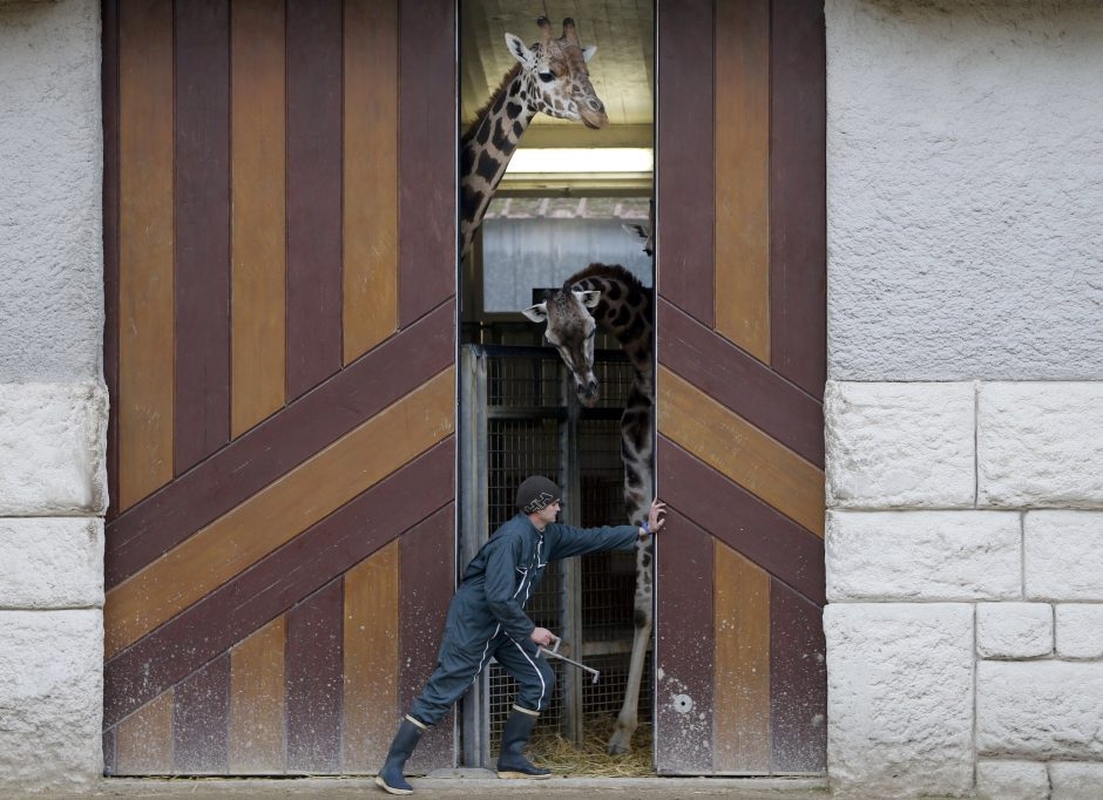 Gyvūnai maitinami zoologijos sode Prancūzijoje