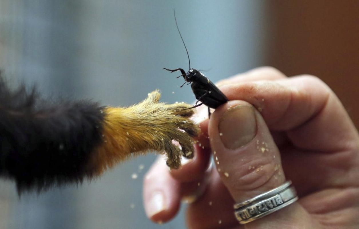 Gyvūnai maitinami zoologijos sode Prancūzijoje