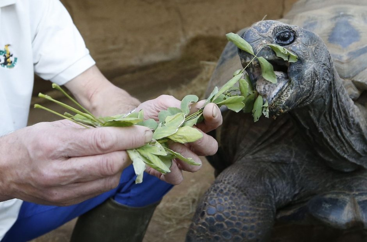 Gyvūnai maitinami zoologijos sode Prancūzijoje