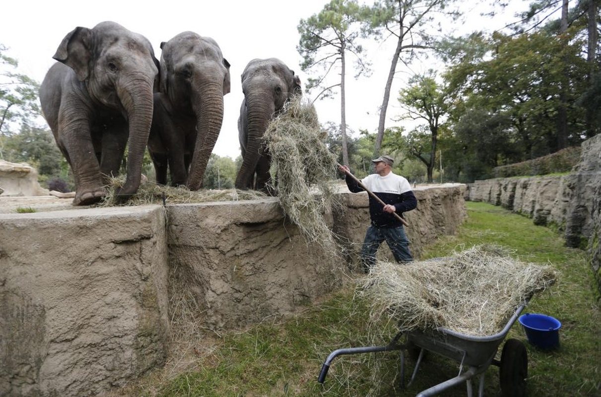 Gyvūnai maitinami zoologijos sode Prancūzijoje