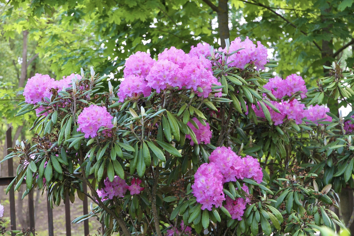 VDU Botanikos sode Kaune pražydo šimtai įvairiaspalvių rododendrų