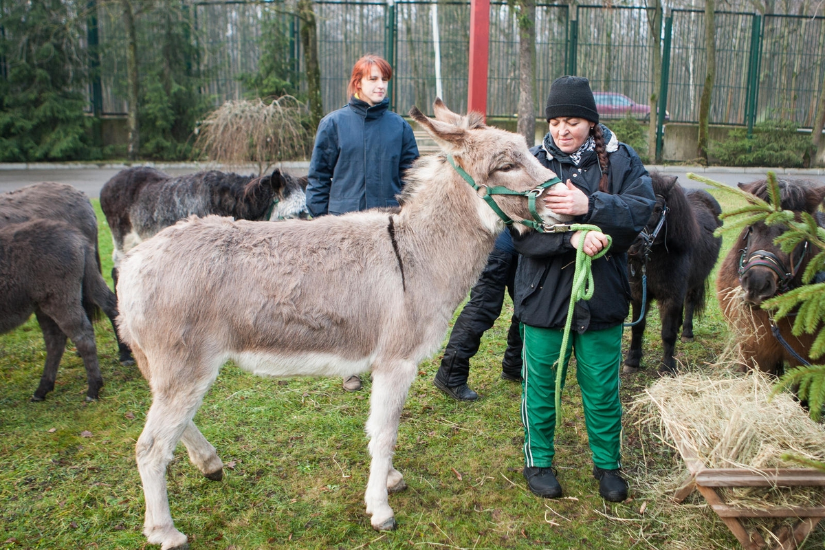 Zoologijos sode šventė