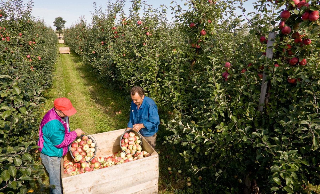 Lengvata vieniems taptų akmeniu kitiems