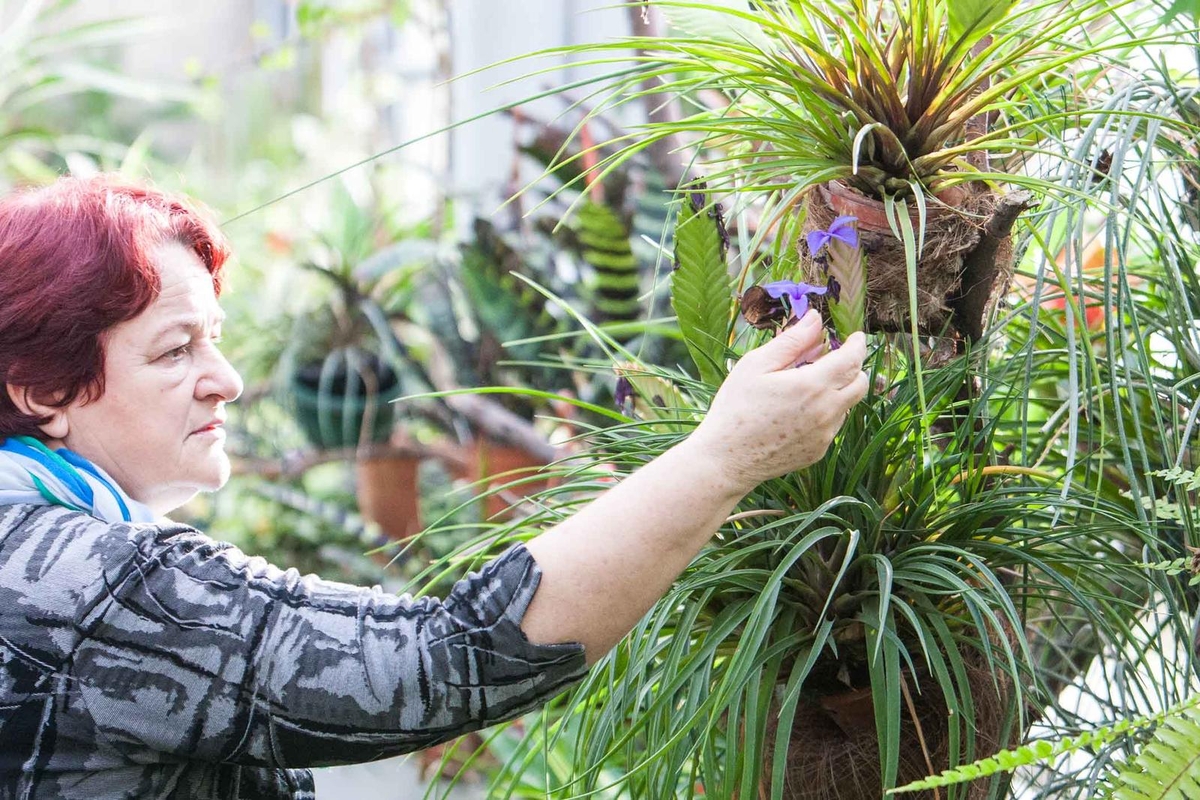 Botanikos sode net žiemą pilna žiedų