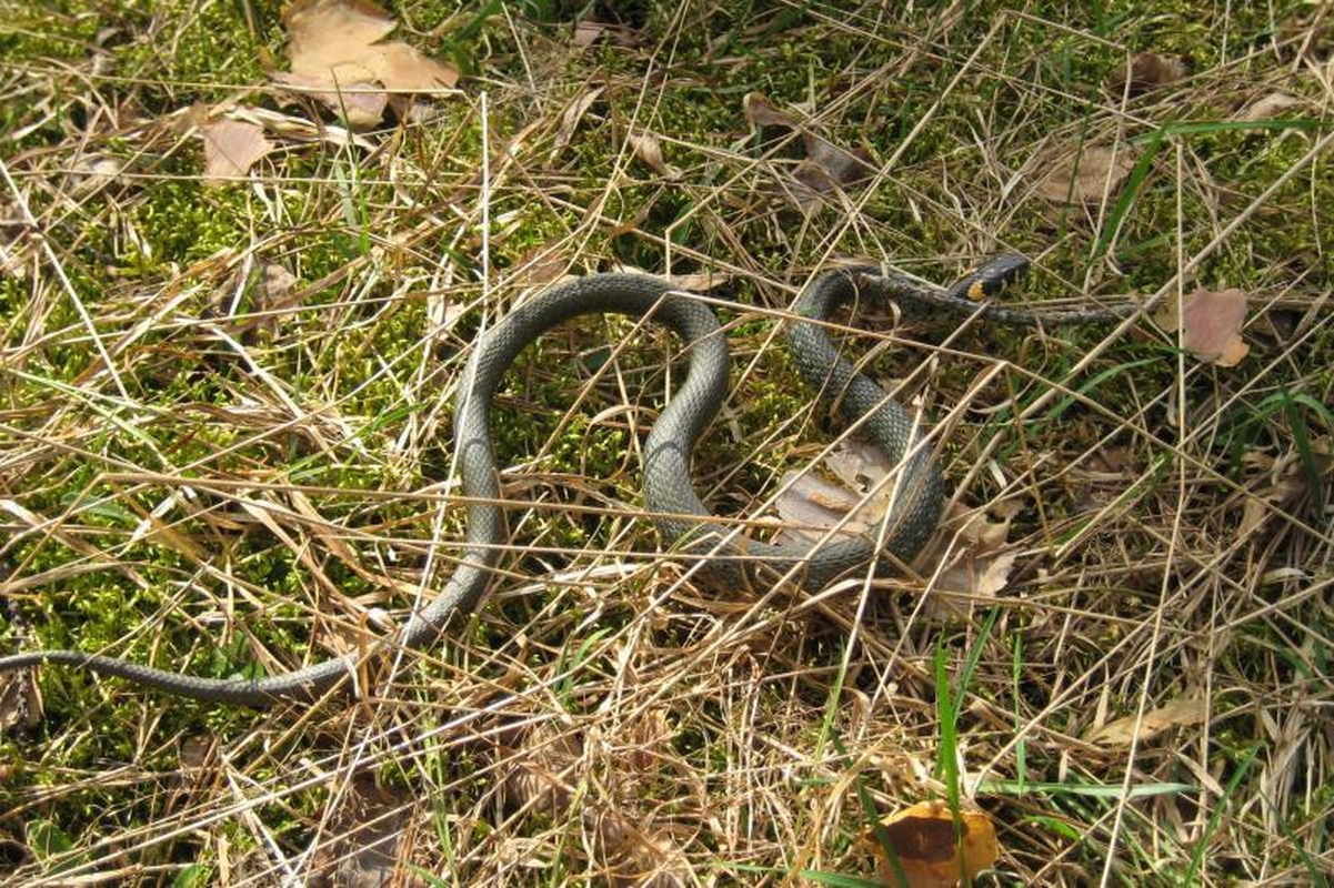 Namuose susirangiusį žaltį gyventojai išprašė tik padedant pareigūnams