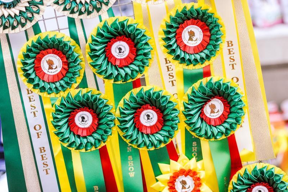 Kačių parodoje Kaune triumfavo ilgauodegis Meino meškėnas