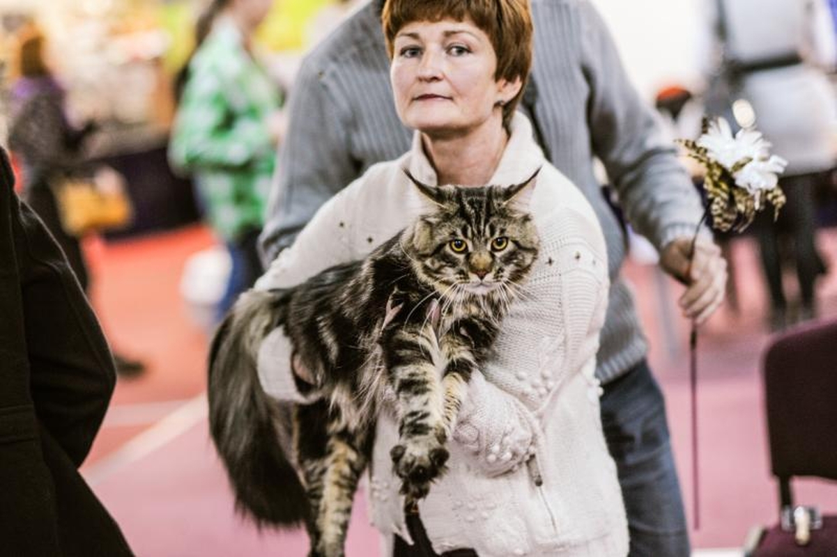 Kačių parodoje Kaune triumfavo ilgauodegis Meino meškėnas