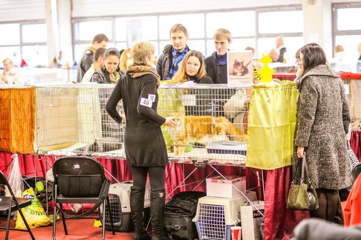 Kačių parodoje Kaune triumfavo ilgauodegis Meino meškėnas