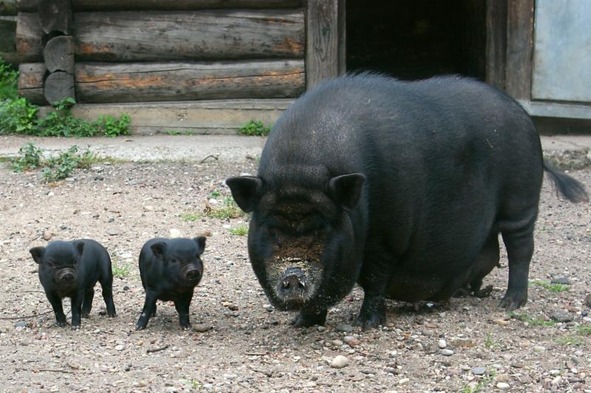 Zoologijos sode dūksta naujagimiai – lūšiukai ir paršiukai