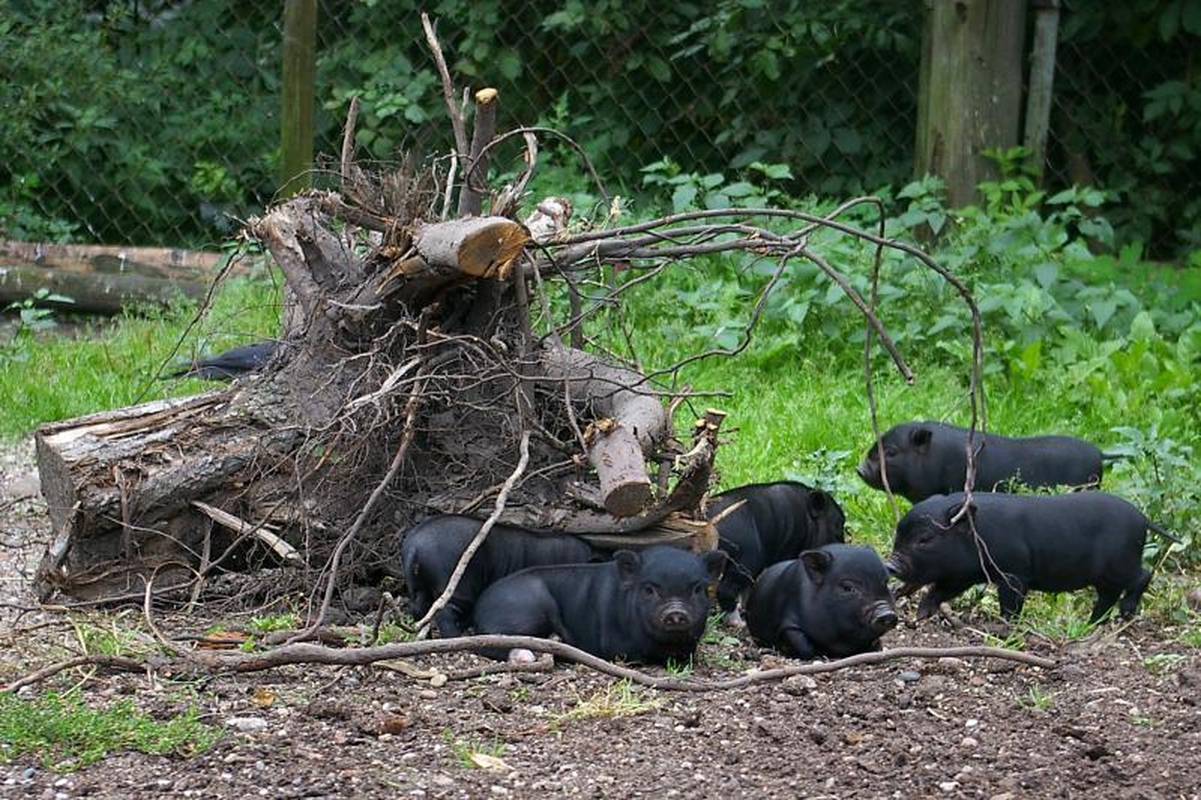 Zoologijos sode dūksta naujagimiai – lūšiukai ir paršiukai