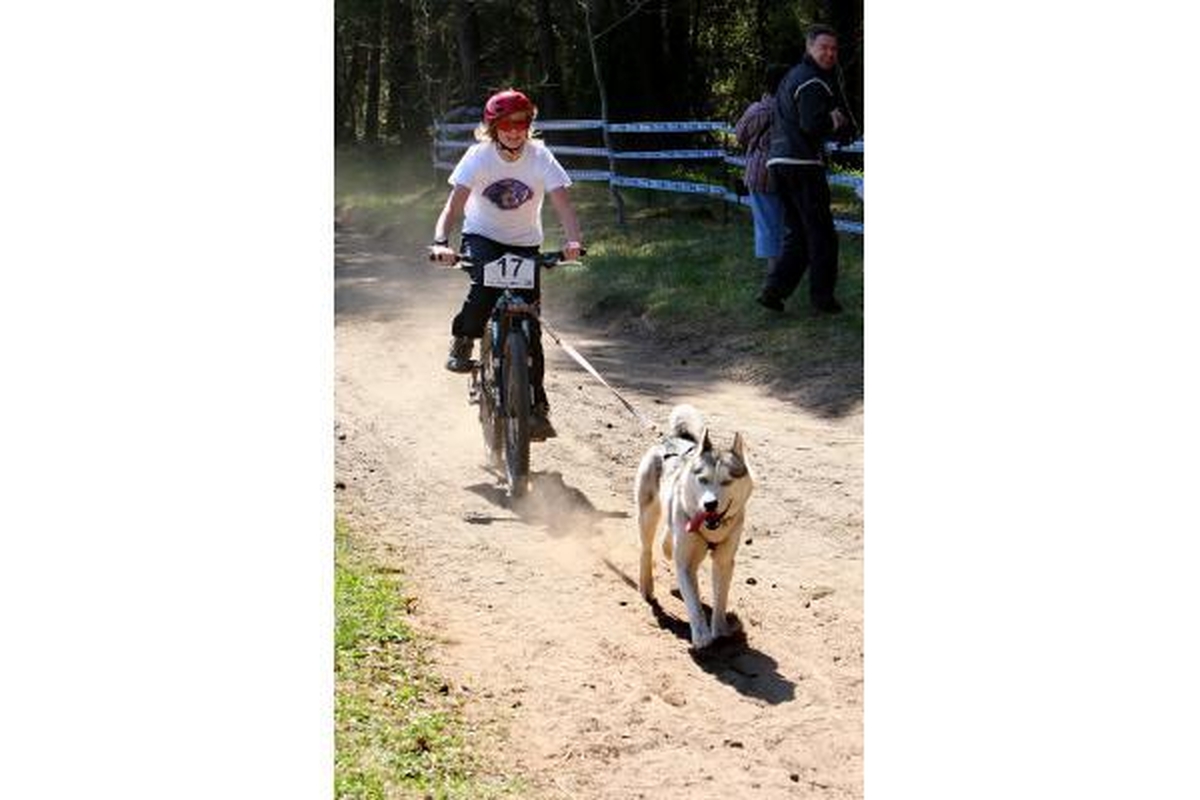 Jadagonių miške šunų karalija