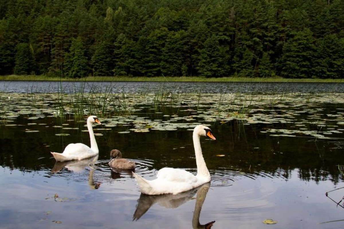Kelionė po Nalšią - Sirvėtos regioninis parkas