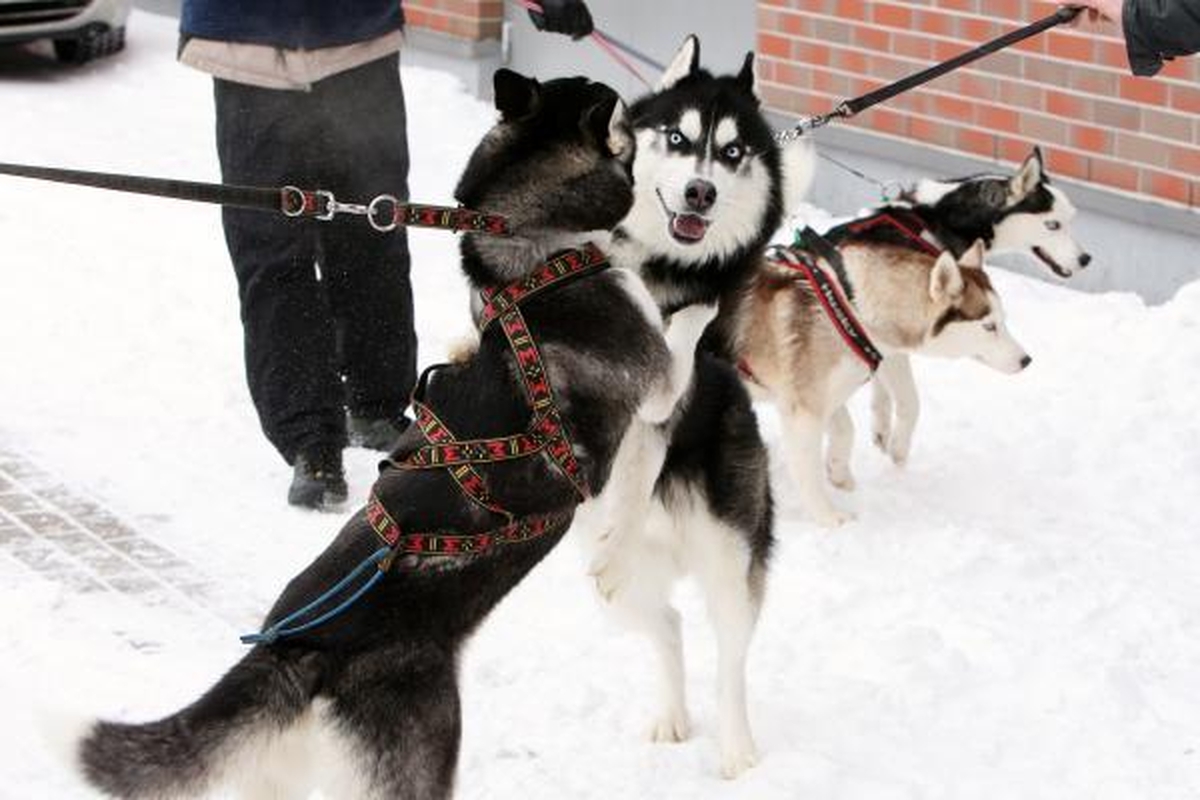 Haskių lenktynės sudomino šimtus kauniečių