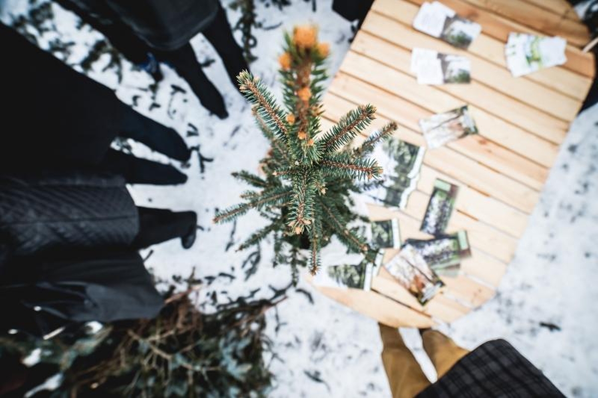 Tūkstantį eglišakių kauniečiai išgraibstė akimirksniu