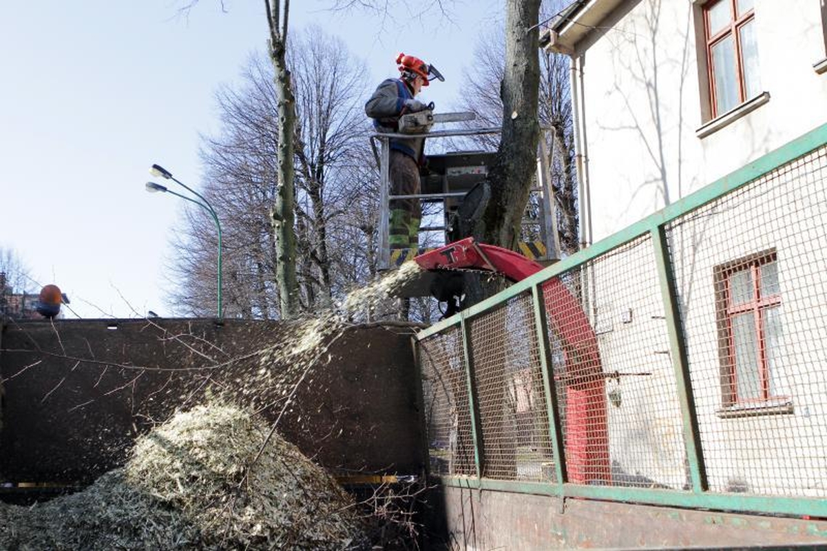Uostamiesčio medžių genėjimui prireiks 53 tūkst. litų