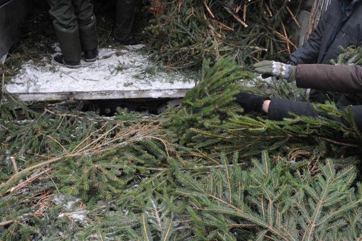 Šiandien miškininkai vilniečiams dalijo eglių šakas 
