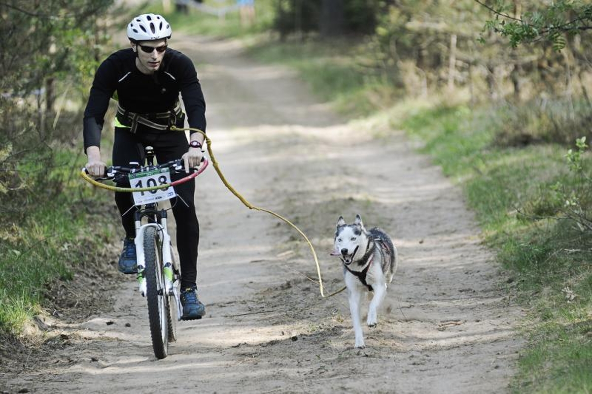 Jadagonių girios takais šuoliavo šunų kinkiniai 