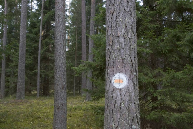 Varėnos rajone įmonė neteisėtai iškirto 104 medžius