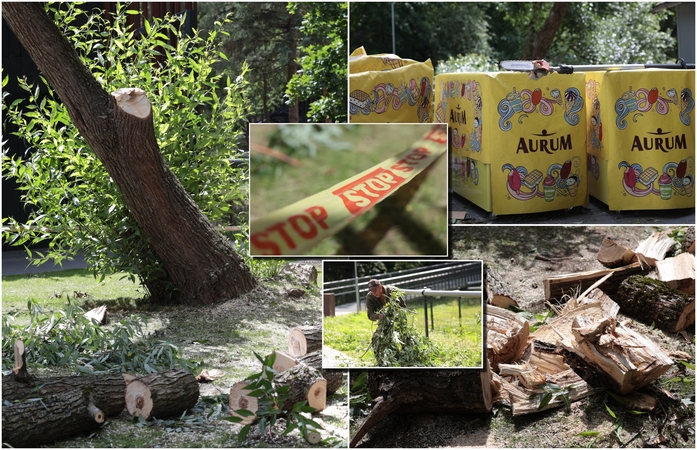 Nelaimė Zoologijos sode: vėjo gūsio nulaužta medžio dalis sužalojo ledų pardavėją