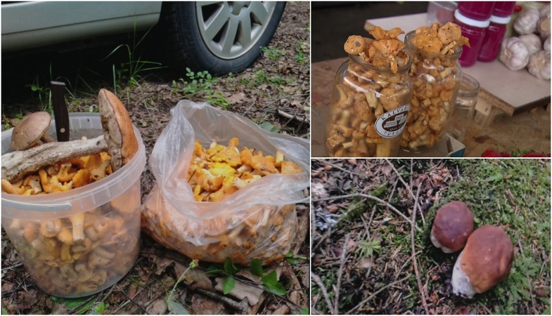 Miškuose pasirodė pirmieji grybai: brangiausi – ne Vilniuje