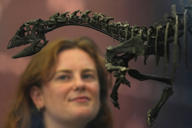 Naujiena: Londono gamtos istorijos muziejuje eksponuojami niekada anksčiau nematyto šuns dydžio dinozauro griaučiai.