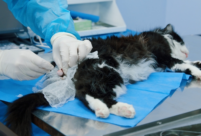 Sprendimas: pasirinkimas kastruoti augintinį turi būti gerai apsvarstytas, individualus ir priimtas kartu su veterinarijos gydytoju.