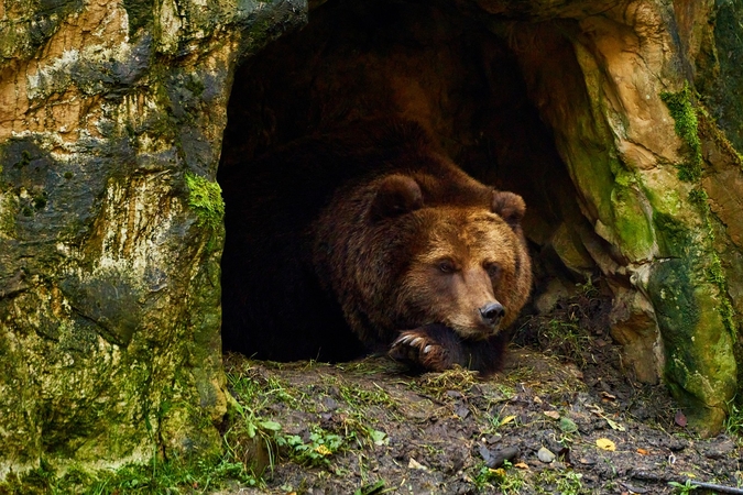 Lokys mirtinai sudraskė du žmones