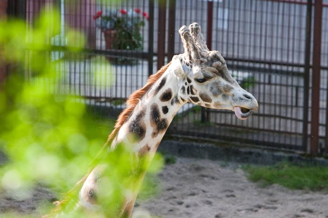 Lietuvos zoologijos sodas švenčia teisinę pergalę