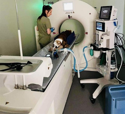 Ekspertizė: kompiuterinio tomografo tyrimo procedūrą Gausas sėkmingai ištvėrė, o gauti tyrimo duomenys perduoti užsienio specialistui radiologui detaliai įvertinti.