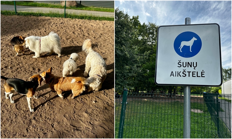 Lokacija: Kaune iš viso – trys šunų aikštelės: Vilijampolėje, Kalniečiuose ir Dainavoje, tačiau jos įrengtos skirtingai. 